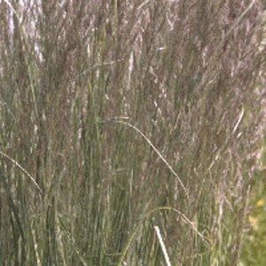 Calamagrostis acutiflora 'Overdam' C2 - afbeelding 2