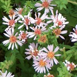 Aster ericoides 'Lovely' P9 - afbeelding 1