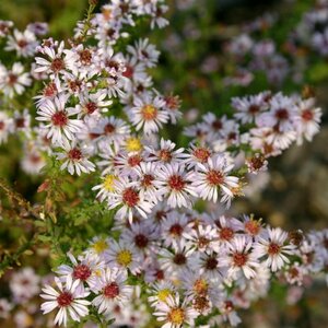 Aster ericoides 'Lovely' P9 - afbeelding 2