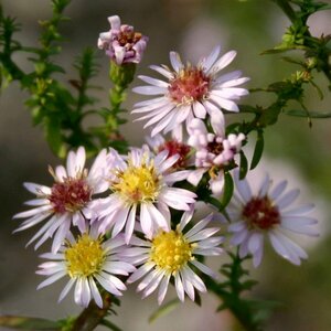 Aster ericoides 'Lovely' P9 - afbeelding 3