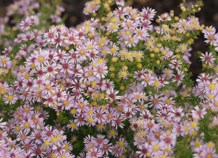 Aster ericoides 'Lovely' P9 - afbeelding 4