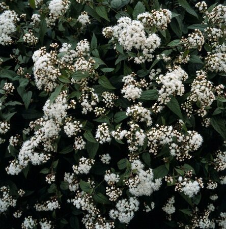 Eupatorium rugosum 'Chocolate' C2 - afbeelding 5