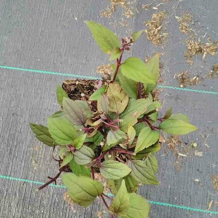 Eupatorium rugosum 'Chocolate' C2 - afbeelding 7