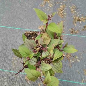 Eupatorium rugosum 'Chocolate' C2 - afbeelding 7
