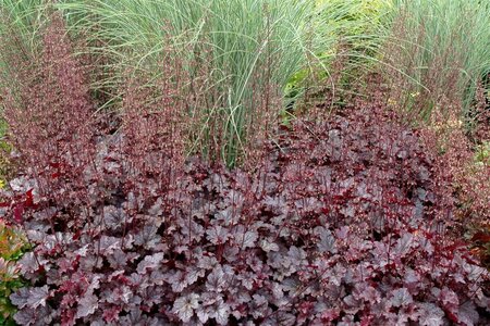 Heuchera 'Plum Pudding' C2 - afbeelding 2