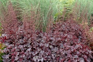 Heuchera 'Plum Pudding' C2 - afbeelding 2