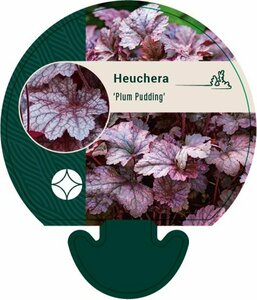 Heuchera 'Plum Pudding' C2 - afbeelding 1