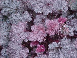 Heuchera 'Plum Pudding' C2 - afbeelding 3