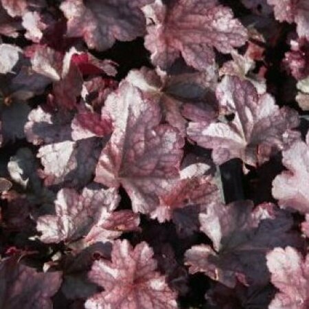 Heuchera 'Plum Pudding' C2 - afbeelding 4