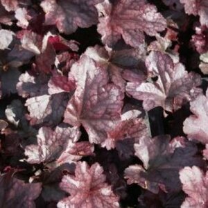 Heuchera 'Plum Pudding' C2 - afbeelding 4
