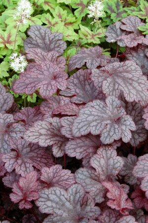 Heuchera 'Plum Pudding' C2 - afbeelding 5