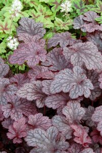 Heuchera 'Plum Pudding' C2 - afbeelding 5