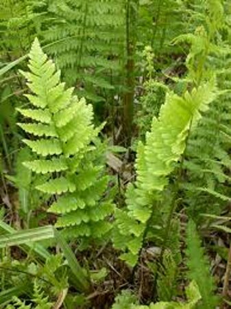 Dryopteris cristata C2
