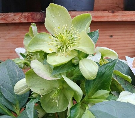 Helleborus orientalis 'Viv Viviana' C2