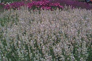 Lavandula ang. 'Hidcote Pink' P9 - afbeelding 1