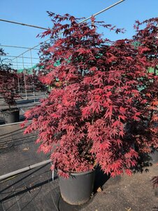 Acer palmatum 'Bloodgood' 150/175 KL. Solitair - afbeelding 6