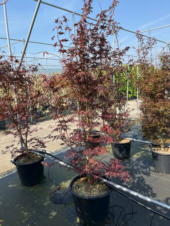 Acer palmatum 'Bloodgood' 150/175 KL. Solitair - afbeelding 9