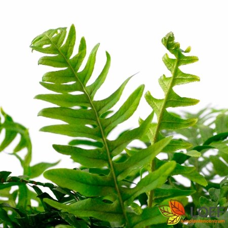 Polypodium vulgare C3 - afbeelding 10