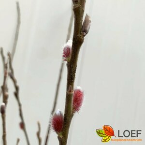 Salix gracilistyla 'Mount Aso' ST. 100 C. 