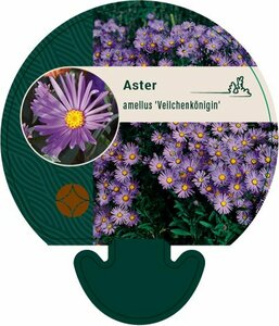 Aster amellus 'Veilchenkönigin' P9