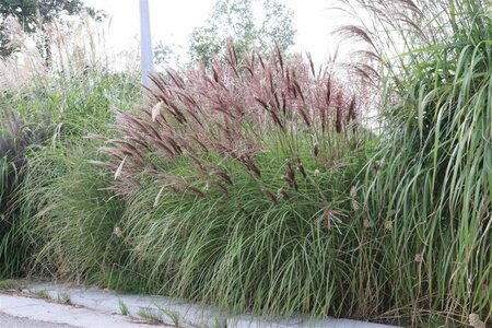 Miscanthus sinensis 'Red Chief' C2 - afbeelding 10
