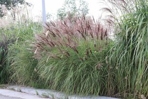 Miscanthus sinensis 'Red Chief' C2 - afbeelding 10