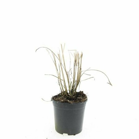 Miscanthus sinensis 'Red Chief' C2 - afbeelding 11