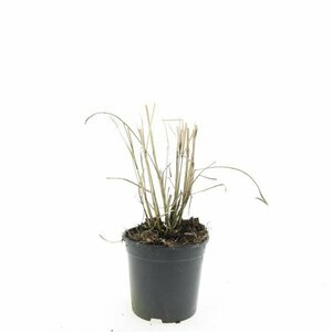 Miscanthus sinensis 'Red Chief' C2 - afbeelding 11