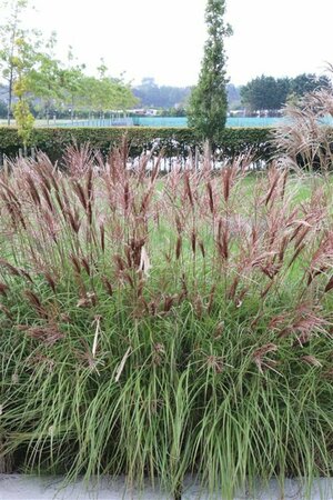 Miscanthus sinensis 'Red Chief' C2 - afbeelding 9