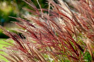 Miscanthus sinensis 'Red Chief' C2 - afbeelding 8