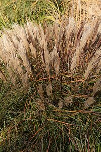Miscanthus sinensis 'Red Chief' C2 - afbeelding 7