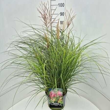 Miscanthus sinensis 'Red Chief' C2 - afbeelding 6