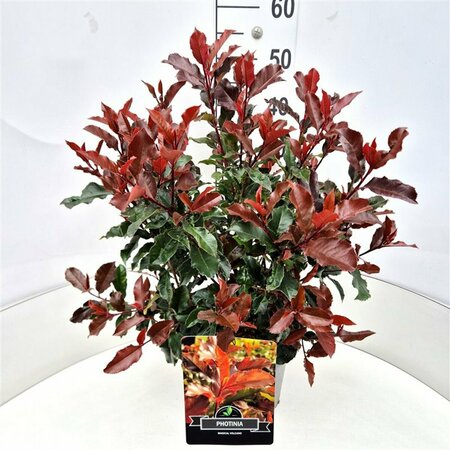 Photinia fraseri 'Magical Volcano' 40/50 C. - afbeelding 2