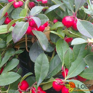 Gaultheria procumbens C2