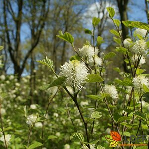 Fothergilla gardenii 30/40 C. - afbeelding 2