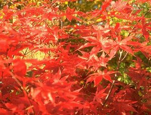Acer palmatum 250/275 DR. Solitair - afbeelding 3