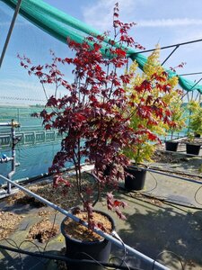 Acer palmatum 'Bloodgood' 175/200 KL. Solitair - afbeelding 6