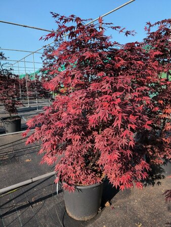 Acer palmatum 'Bloodgood' 175/200 KL. Solitair - afbeelding 5