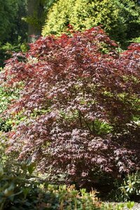 Acer palmatum 'Bloodgood' 175/200 KL. Solitair - afbeelding 7