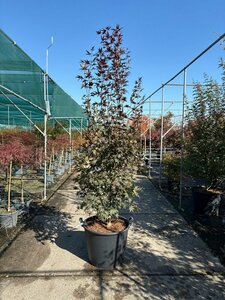 Acer palmatum 'Bloodgood' 200/225 DR. Solitair - afbeelding 4