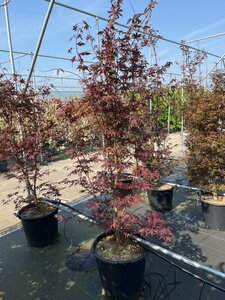 Acer palmatum 'Bloodgood' 200/225 DR. Solitair