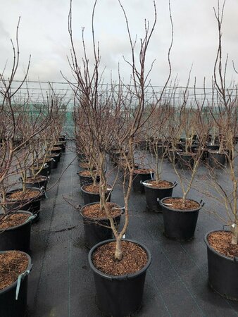 Acer palmatum 'Bloodgood' 200/225 DR. Solitair - afbeelding 6