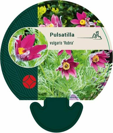 Pulsatilla vulgaris 'Rubra' P9 - afbeelding 1