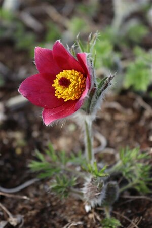 Pulsatilla vulgaris 'Rubra' P9 - afbeelding 2