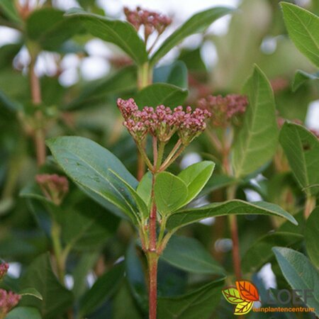 Viburnum tinus 50/60 KL. - afbeelding 1