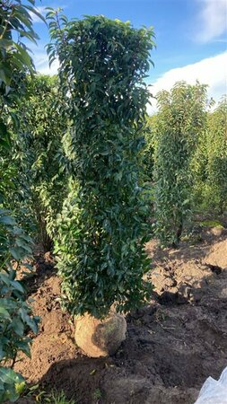 Prunus lusitanica 'Angustifolia' 140/160 KL. - afbeelding 2