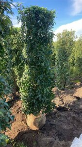 Prunus lusitanica 'Angustifolia' 140/160 KL. - afbeelding 2