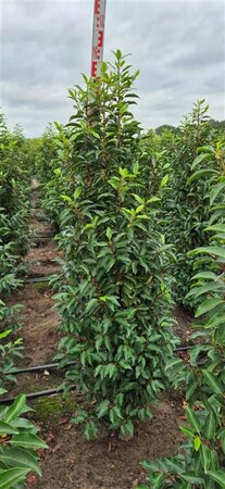 Prunus lusitanica 'Angustifolia' 140/160 KL. - afbeelding 3