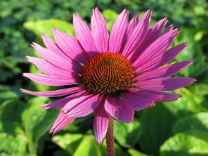 Echinacea purpurea 'Magnus' P9 - afbeelding 11