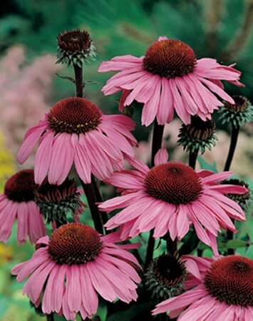 Echinacea purpurea 'Magnus' P9 - afbeelding 2